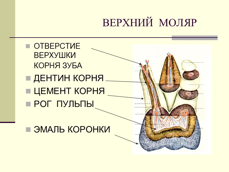 ВЕРХНИЙ  МОЛЯР  ОТВЕРСТИЕ ВЕРХУШКИ  КОРНЯ ЗУБА  ДЕНТИН КОРНЯ ЦЕМЕНТ КОРНЯ
